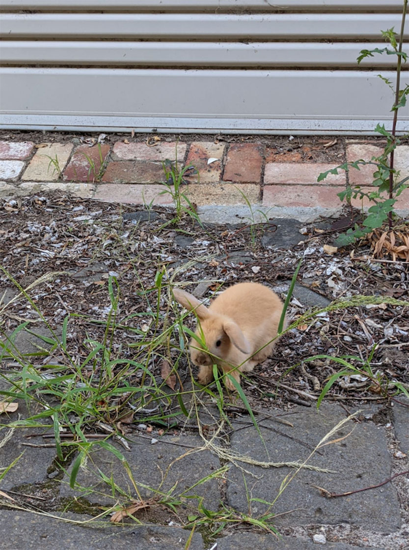 Lost bunny reunited with family