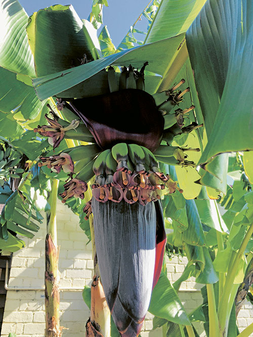 Carlton community garden “a melting pot” of cultures 