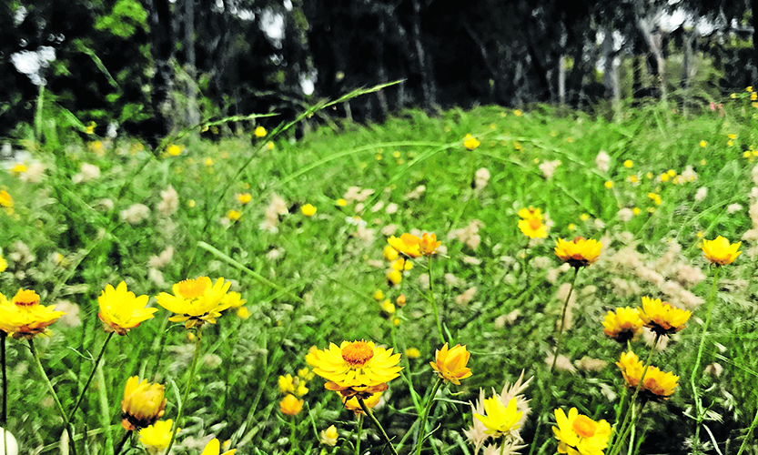 Wildflowers bloom on Gatehouse St