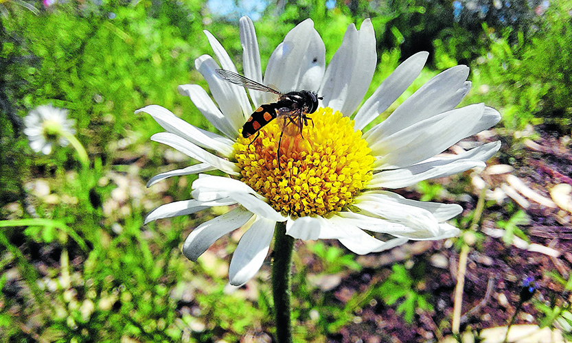 Wildflowers bloom on Gatehouse St