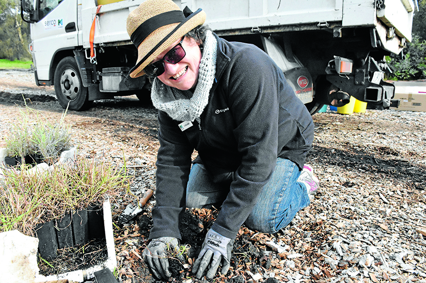 Volunteers plant hundreds of native plants in Royal Park