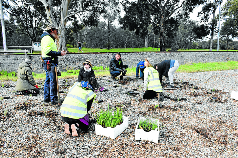 Volunteers plant hundreds of native plants in Royal Park