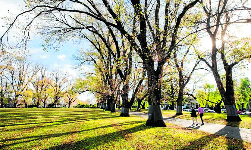 Heritage trees to be replaced at Carlton Gardens