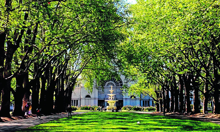 Heritage trees to be replaced at Carlton Gardens