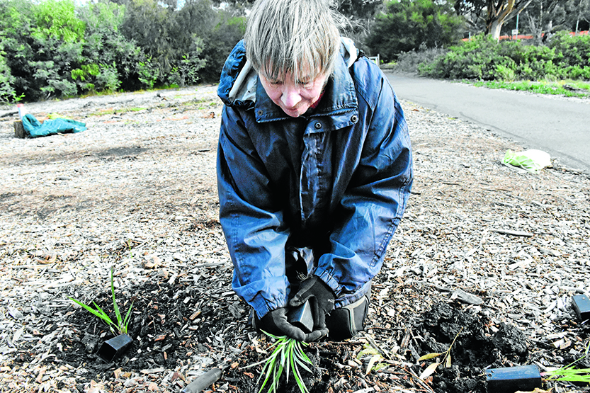Volunteers plant hundreds of native plants in Royal Park