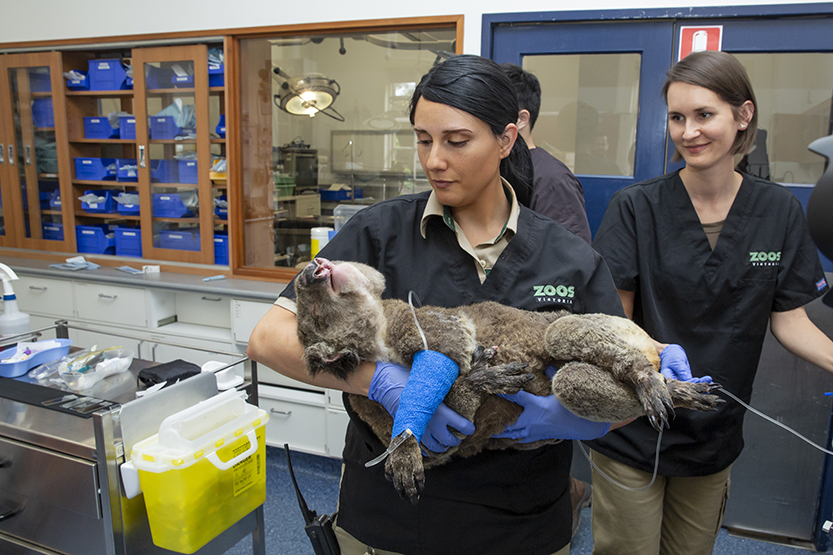 Melbourne Zoo to build new animal hospital