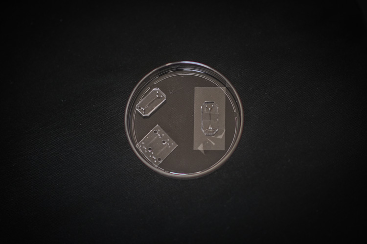 Local scientist creates “brain-on-a-chip” to study brain infections