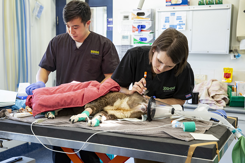 A vet for all, within and beyond the walls