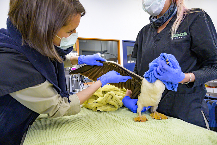 A vet for all, within and beyond the walls