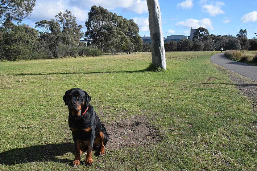 The myth of the golden bust in Royal Park