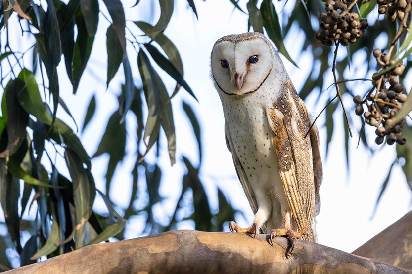 Nature providing the best lockdown entertainment for inner-city residents