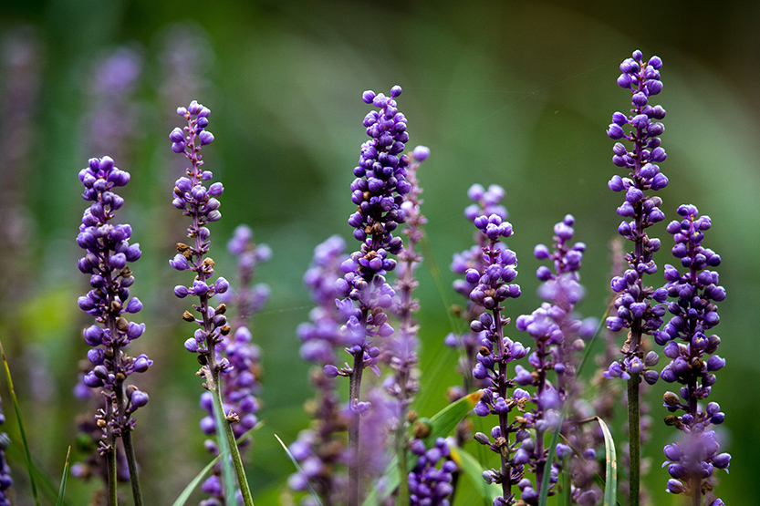 Creating connections to nature in the heart of Melbourne