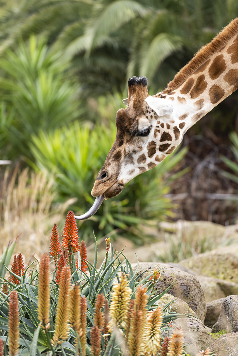 Creating connections to nature in the heart of Melbourne
