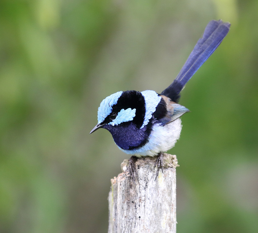 Nature providing the best lockdown entertainment for inner-city residents