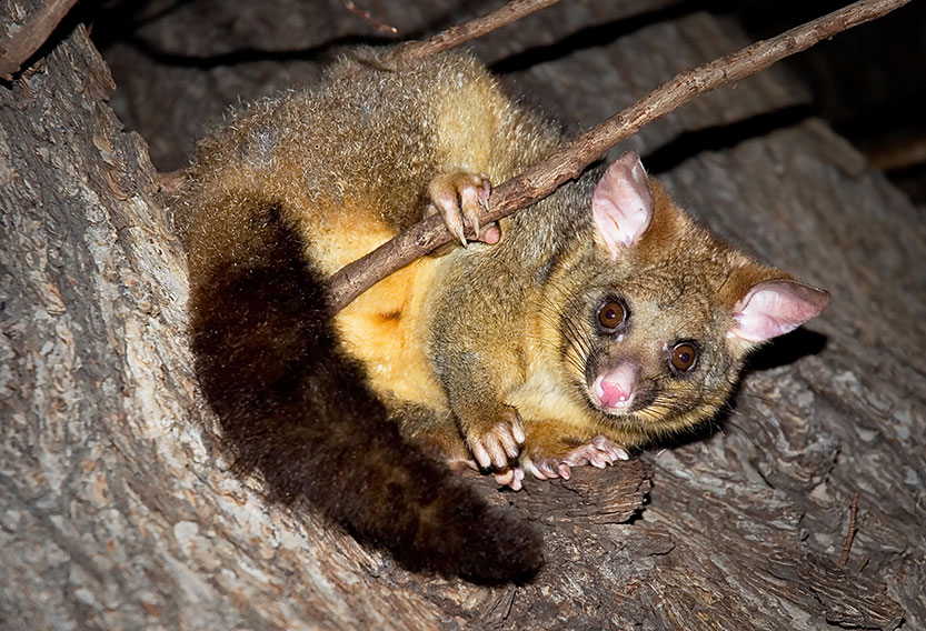 Hello possums