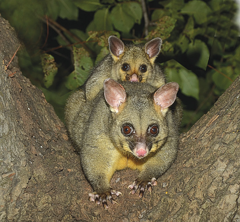 Hello possums