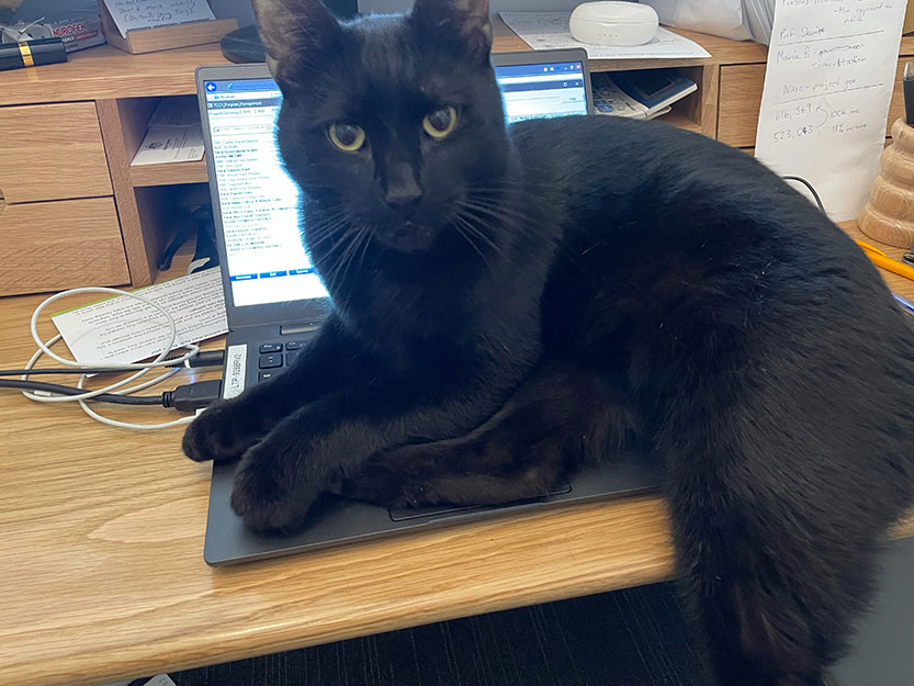 Black panther of North Melbourne rescued