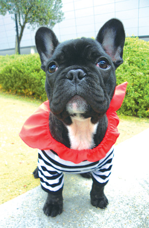 Puppy Porter
