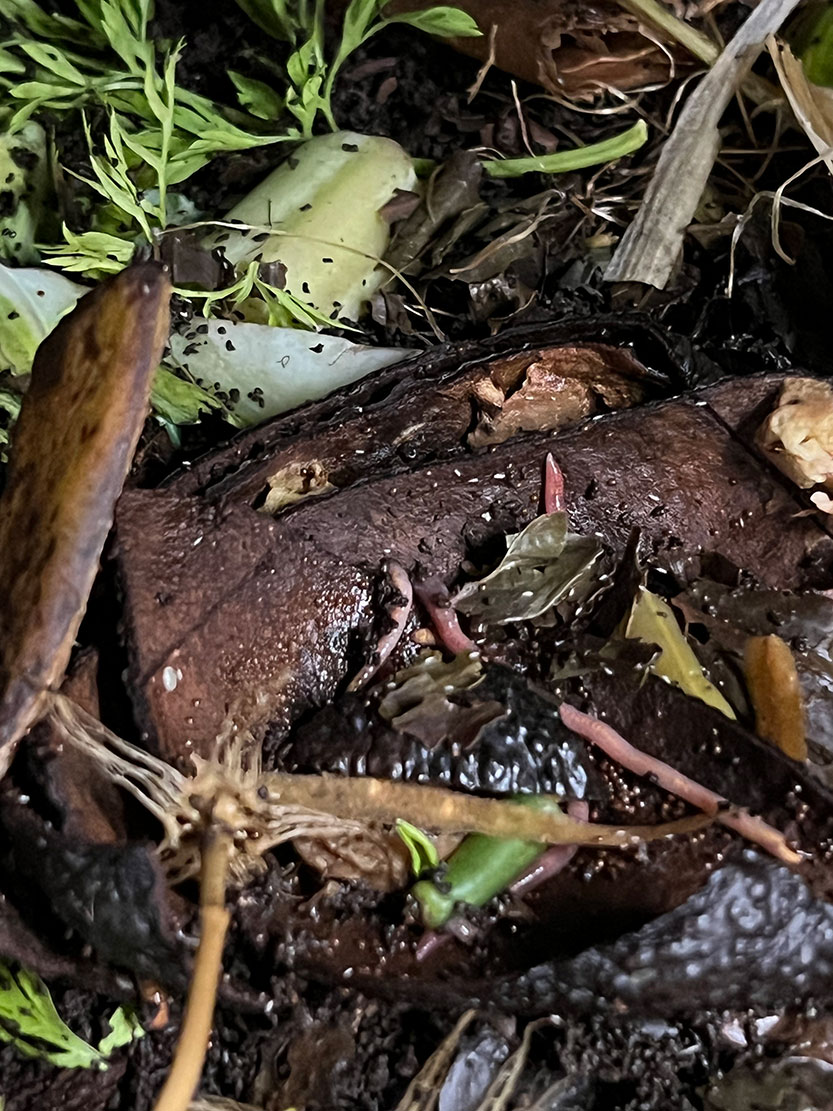 The secret lives of worms