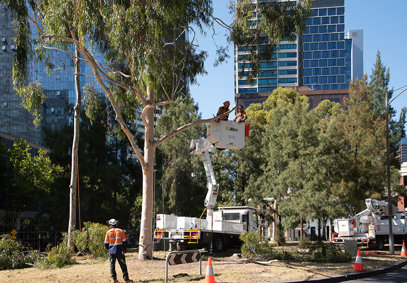 “Chainsaw massacre”: residents condemn Vic Market tree removal