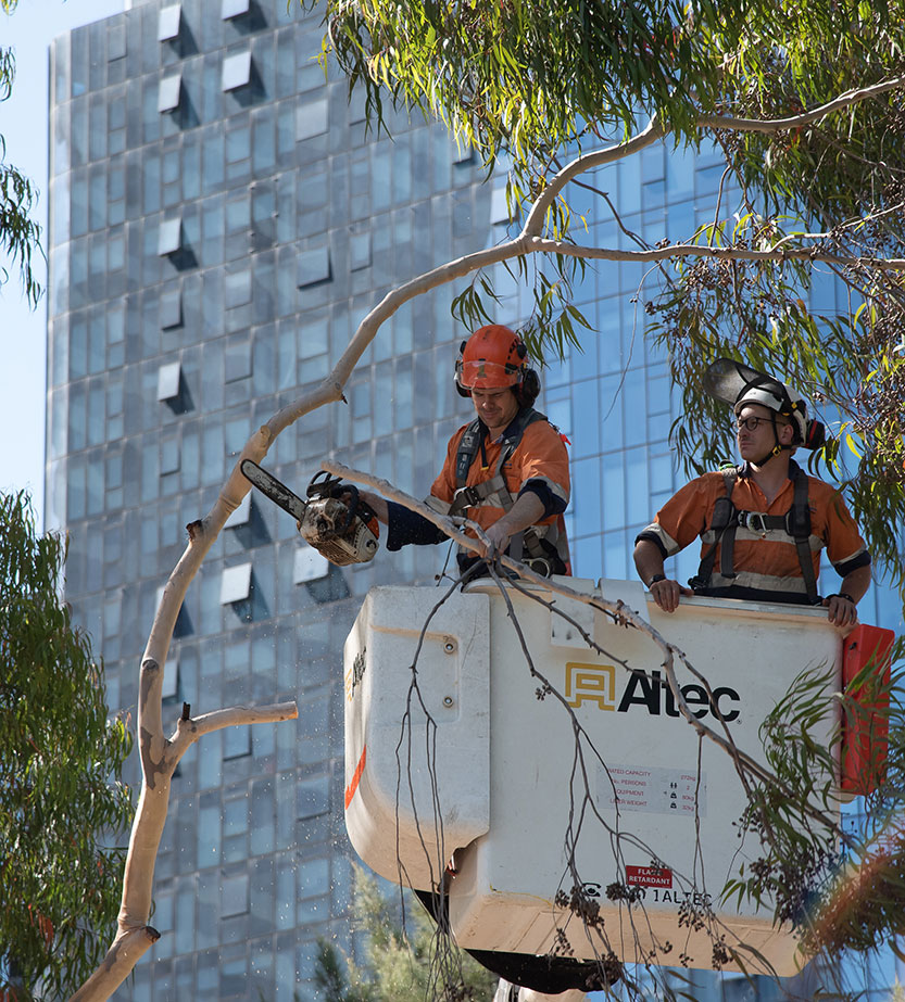 “Chainsaw massacre”: residents condemn Vic Market tree removal