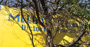 Urban jungle hides early treasure