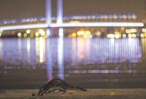 Encounter with a native water rat
