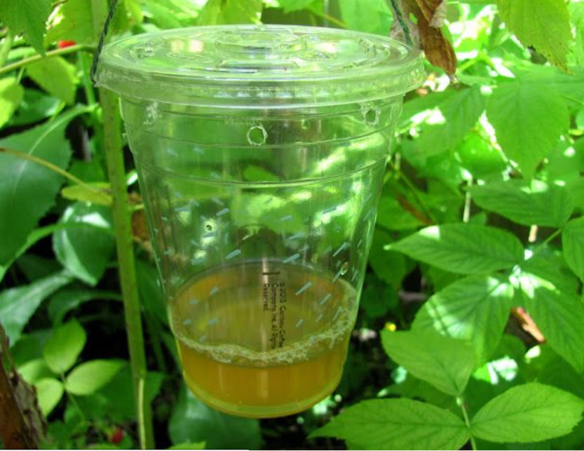 Taking care of pests naturally
