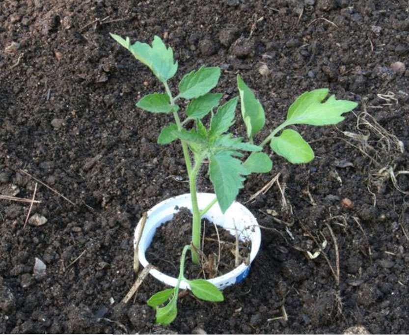 Taking care of pests naturally