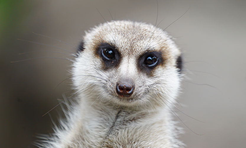 From the zoo to you, welcome back!