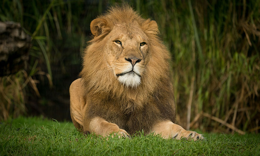 From the zoo to you, welcome back!