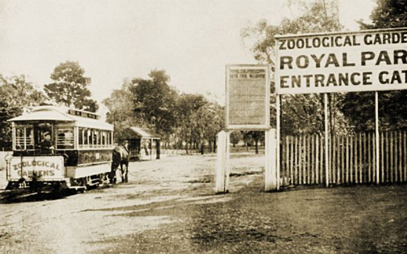 Horse-drawn trams in Royal Park