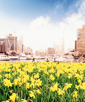 Sea of daffodils at Yarra’s Edge