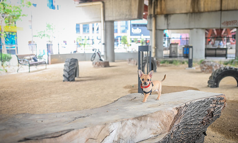 New dog park gets tails wagging as teething issues are resolved