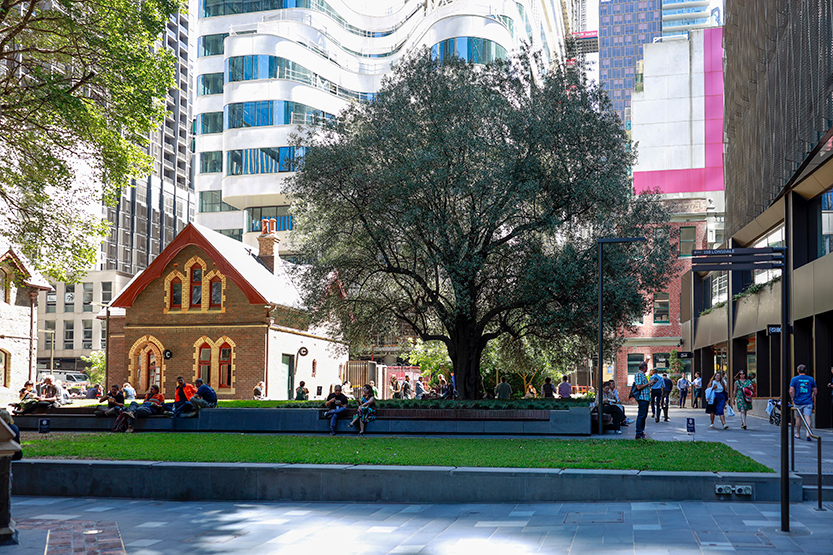 Rooted in history: Australia’s oldest olive tree
