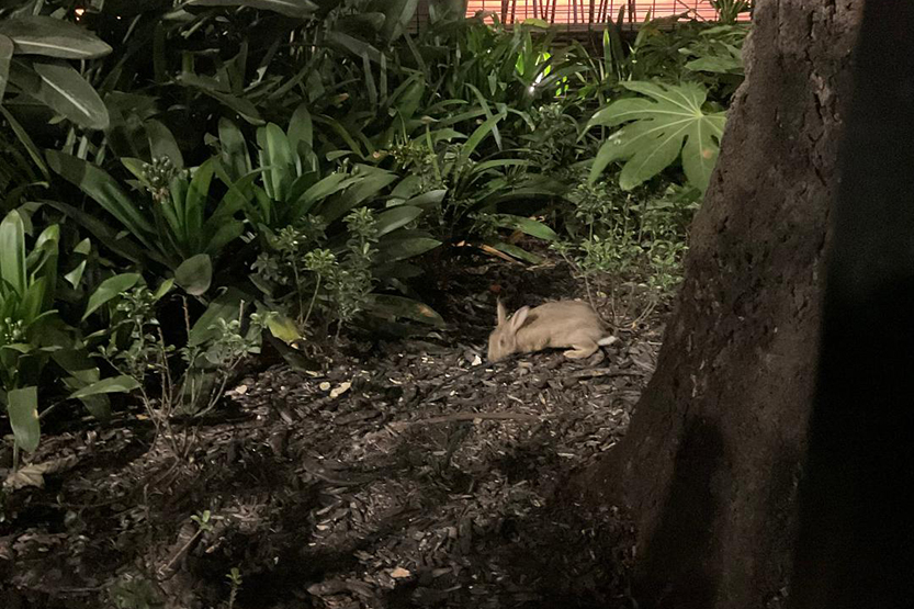 Down the rabbit hole in Melbourne