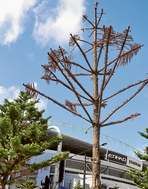 Esplanade trees are struggling