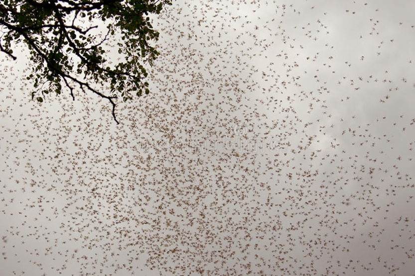 Termite swarm hits Kensington