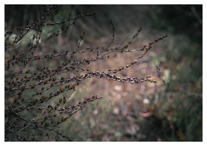 Keeping stories and memories alive through photography