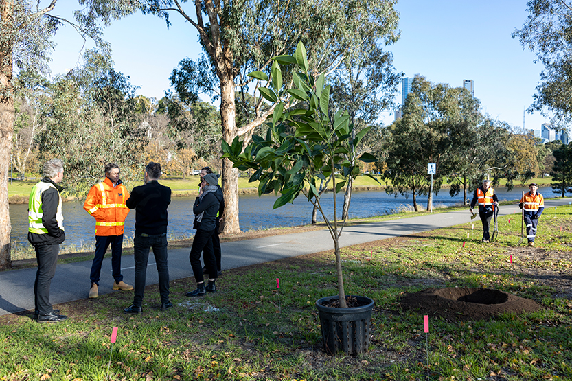 Council celebrates milestone with 3000th tree planted on Batman Avenue
