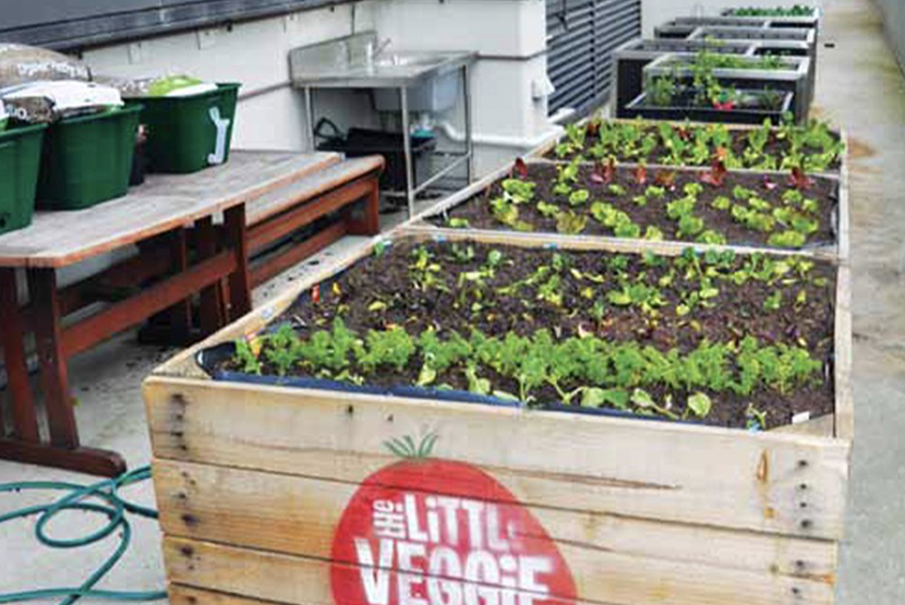 Vegie patch in the sky