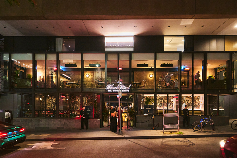 Blackbird spreads its wings in Melbourne