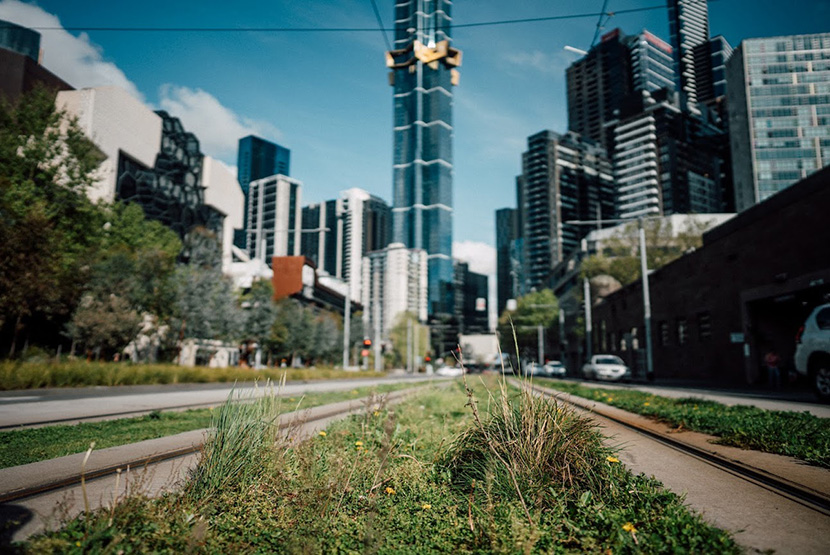 Green tram tracks lack appeal as authorities work to find a solution