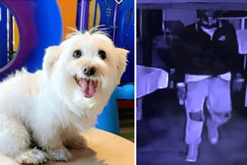 Angel comes home after being snatched in frightening theft  