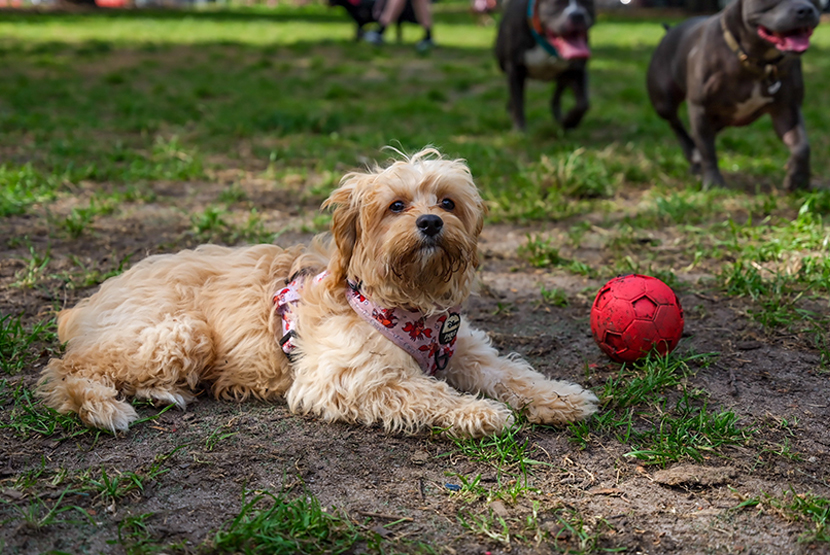 Council to seek the community’s say over much-needed dog park upgrade 