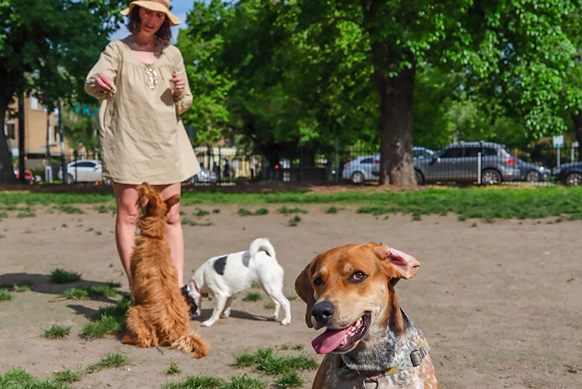 Council to seek the community’s say over much-needed dog park upgrade 