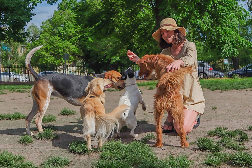 Council to seek the community’s say over much-needed dog park upgrade 