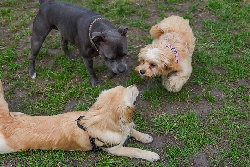 Council to seek the community’s say over much-needed dog park upgrade 
