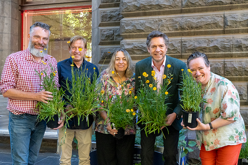 Swamp everlasting crowned Melbourne’s new floral emblem