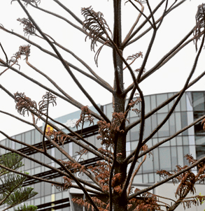 Trees continue to die